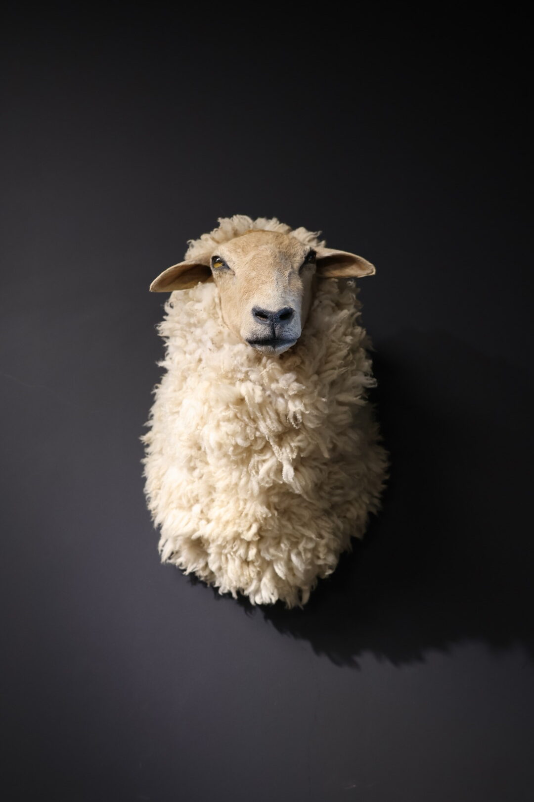 Opgezette kop van een schaap