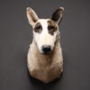 Opgezette hond Opgezette hond