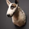 Opgezette hond Opgezette hond