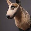 Opgezette hond Opgezette hond