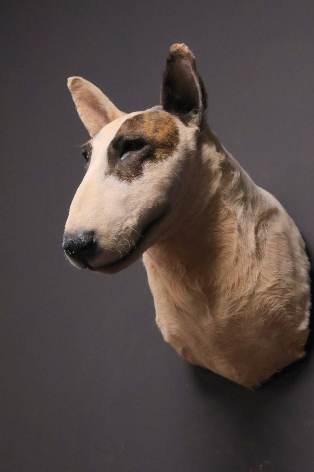Opgezette hond
