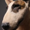 Opgezette hond Opgezette hond