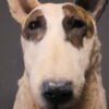 Opgezette hond Opgezette hond