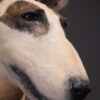 Opgezette hond Opgezette hond