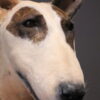 Opgezette hond Opgezette hond