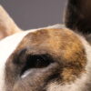 Opgezette hond Opgezette hond