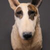 Opgezette hond Opgezette hond