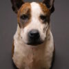 Opgezette hond Opgezette hond