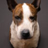 Opgezette hond Opgezette hond
