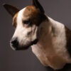 Opgezette hond Opgezette hond