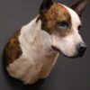 Opgezette hond Opgezette hond