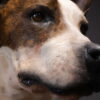 Opgezette hond Opgezette hond