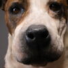Opgezette hond Opgezette hond
