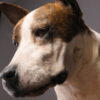 Opgezette hond Opgezette hond