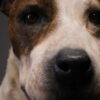 Opgezette hond Opgezette hond