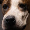 Opgezette hond Opgezette hond