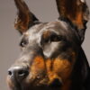 Opgezette hond Opgezette hond