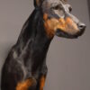 Opgezette hond Opgezette hond