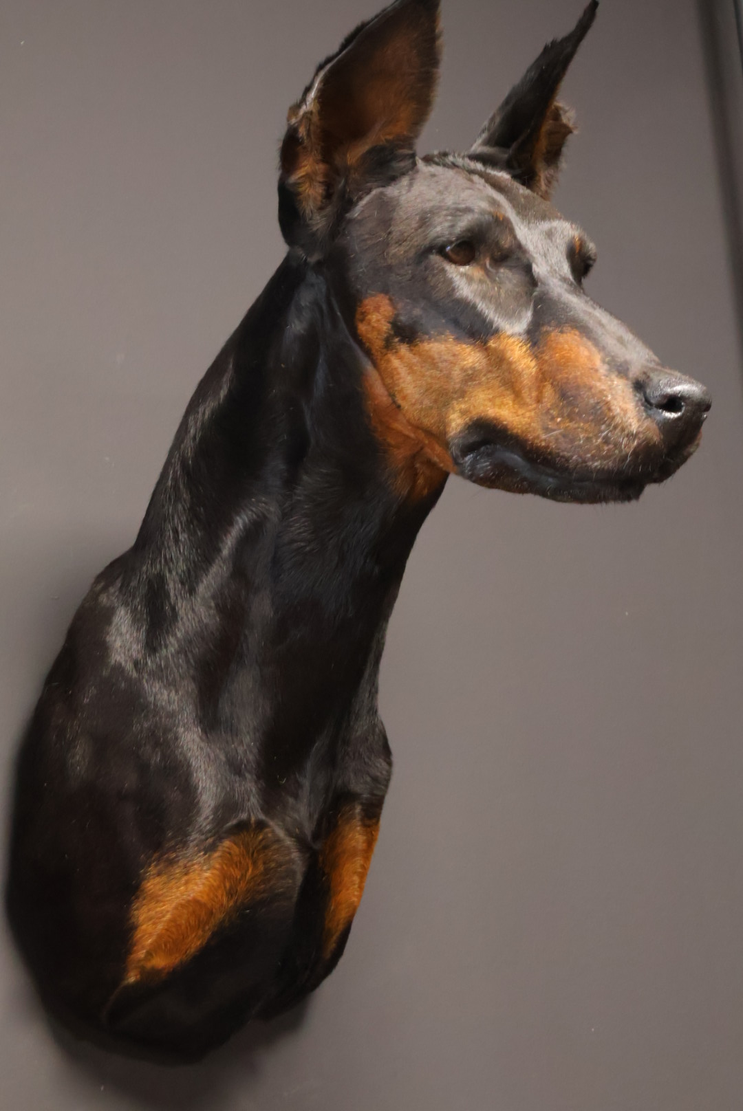 Opgezette hond
