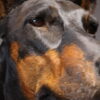 Opgezette hond Opgezette hond