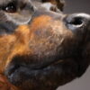 Opgezette hond Opgezette hond