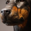 Opgezette hond Opgezette hond