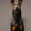Opgezette hond Opgezette hond