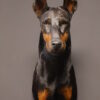 Opgezette hond Opgezette hond