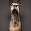 Opgezette hond Opgezette hond