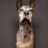 Opgezette hond Opgezette hond