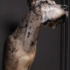 Opgezette hond Opgezette hond