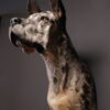Opgezette hond Opgezette hond