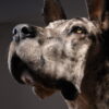 Opgezette hond Opgezette hond