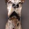 Opgezette hond Opgezette hond