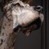 Opgezette hond Opgezette hond