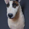 Opgezette hond Opgezette hond