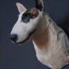 Opgezette hond Opgezette hond