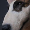 Opgezette hond Opgezette hond