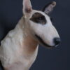 Opgezette hond Opgezette hond