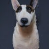 Opgezette hond Opgezette hond