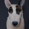 Opgezette hond Opgezette hond