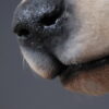 Opgezette hond Opgezette hond