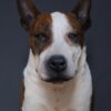 Opgezette hond Opgezette hond