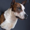 Opgezette hond Opgezette hond