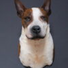 Opgezette hond Opgezette hond