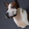 Opgezette hond Opgezette hond