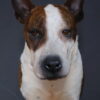 Opgezette hond Opgezette hond