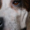 Opgezette hond Opgezette hond