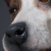 Opgezette hond Opgezette hond