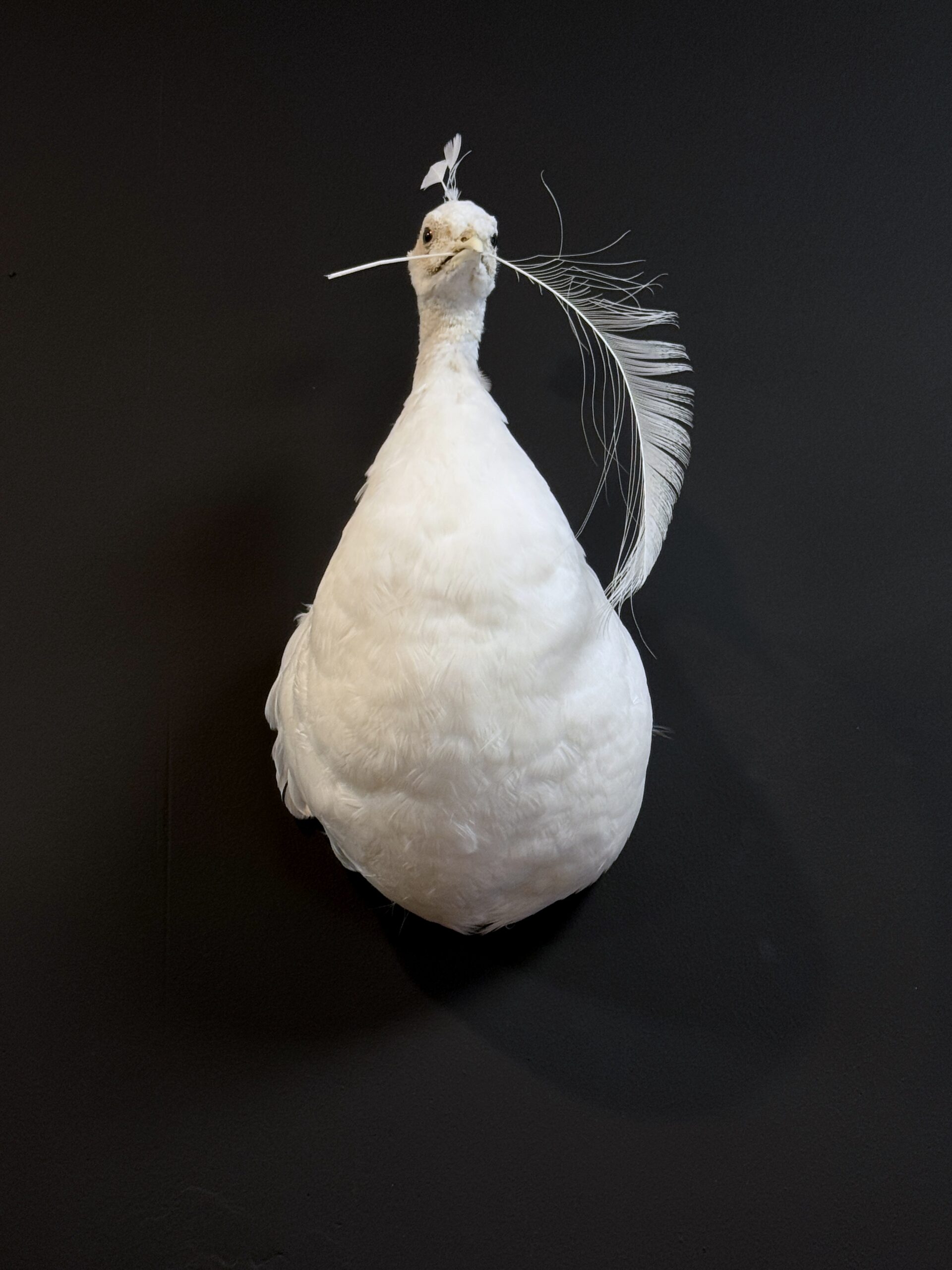 Kunstwerk Witte Pauw Kunstwerk Witte Pauw